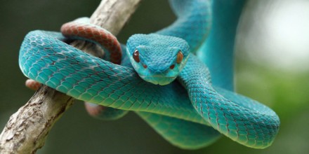 serpiente-azul-1-e1564541782147